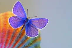 rs=w_245 (1)