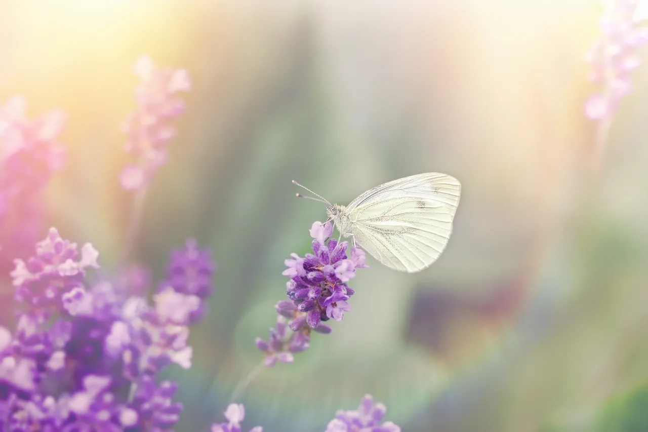 rs=w_1280 (21)